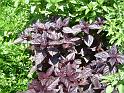 Basil Purple-leafed Coopernock_2 